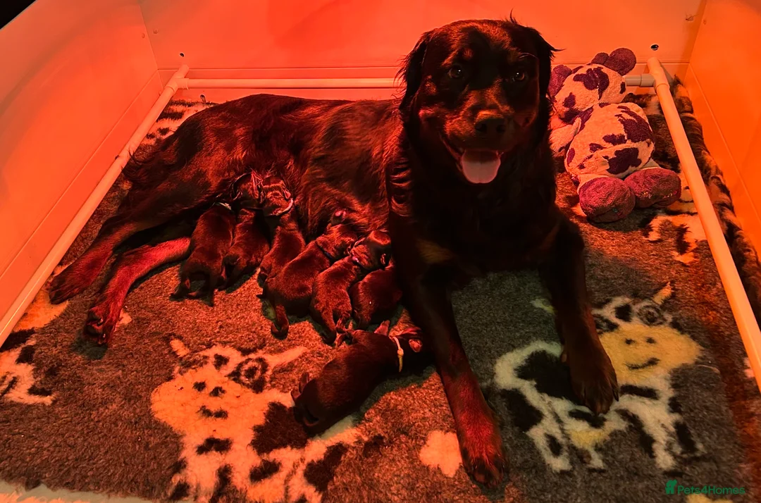 Rottweiler dogs for sale: Rottweilers kc top quality  - Advert 5