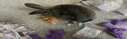 Flemish rabbits for sale: Doe giant  in Newark - Advert 2