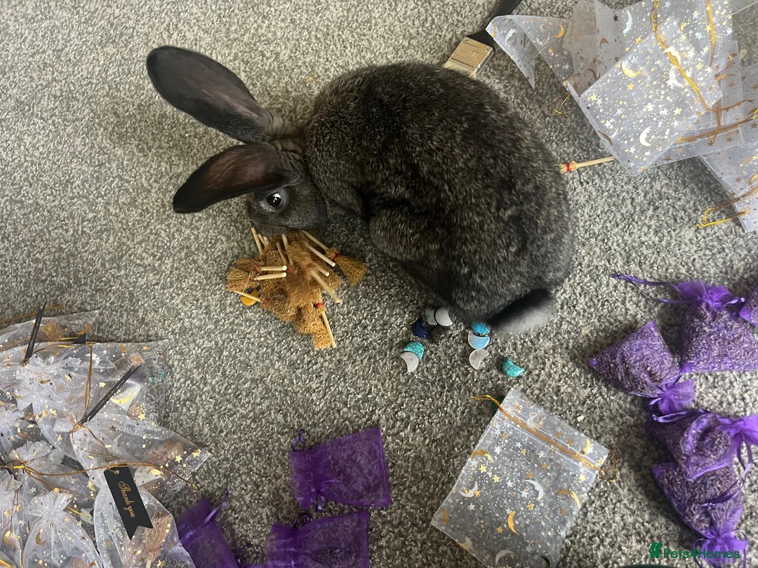 Flemish rabbits for sale: Doe giant  in Newark - Advert 2