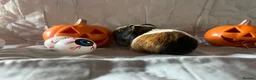 Guinea Pig rodents for sale: Skinny pigs sows & funky boys  - Advert 19