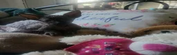 Sphynx cats for sale:  3 Sphynx/bambino kittens - Advert 15