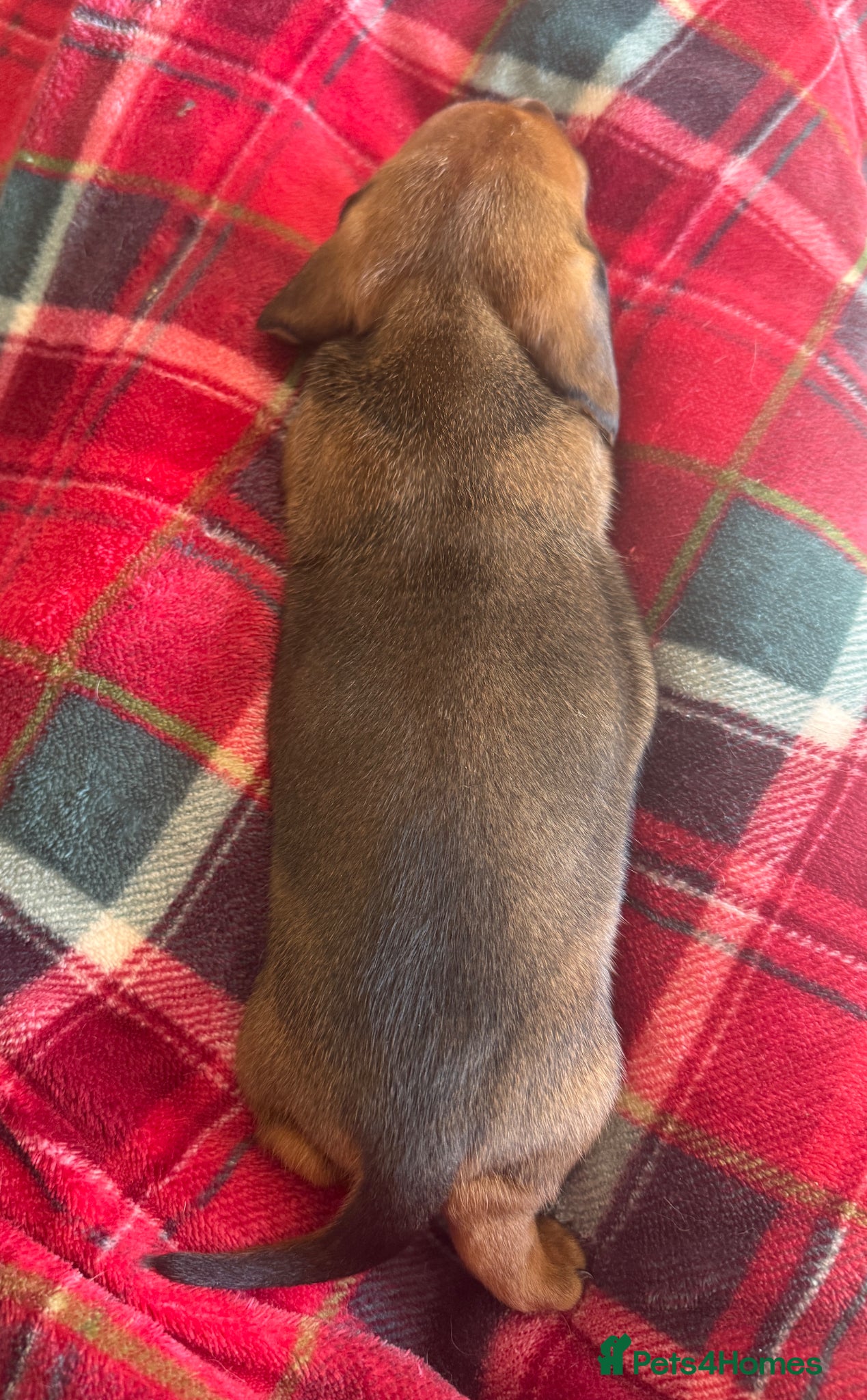 Miniature Dachshund dogs for sale: Beautiful dachshund pups only 2 left - Advert 8