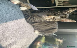 Ragdoll cats for sale: Two cats for sale  - Image 7