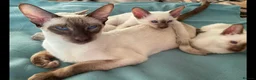 Siamese cats for sale: Siamese kittens  - Advert 4