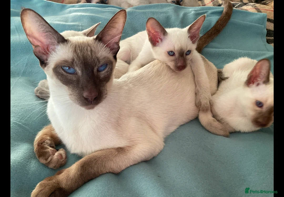 Siamese cats for sale: Siamese kittens  - Advert 4