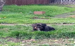 Mixed Breed dogs for sale: He is a Jackpo and Poodle crossbreed  - Image 2