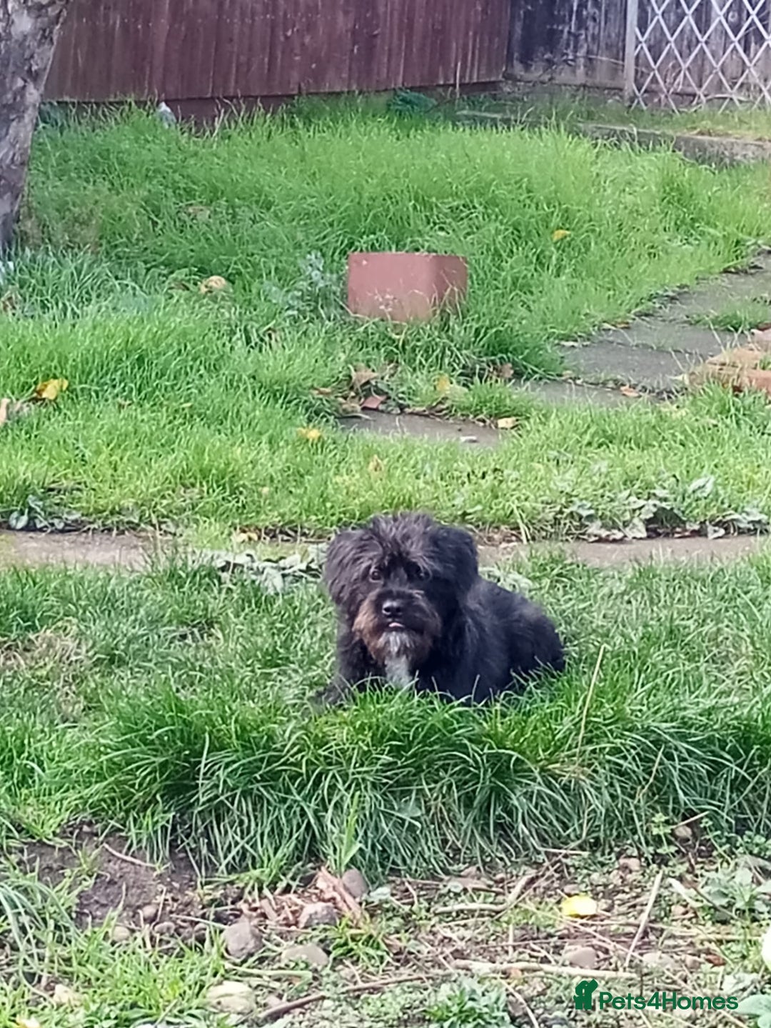 Mixed Breed dogs for sale: He is a Jackpo and Poodle crossbreed  - Image 2