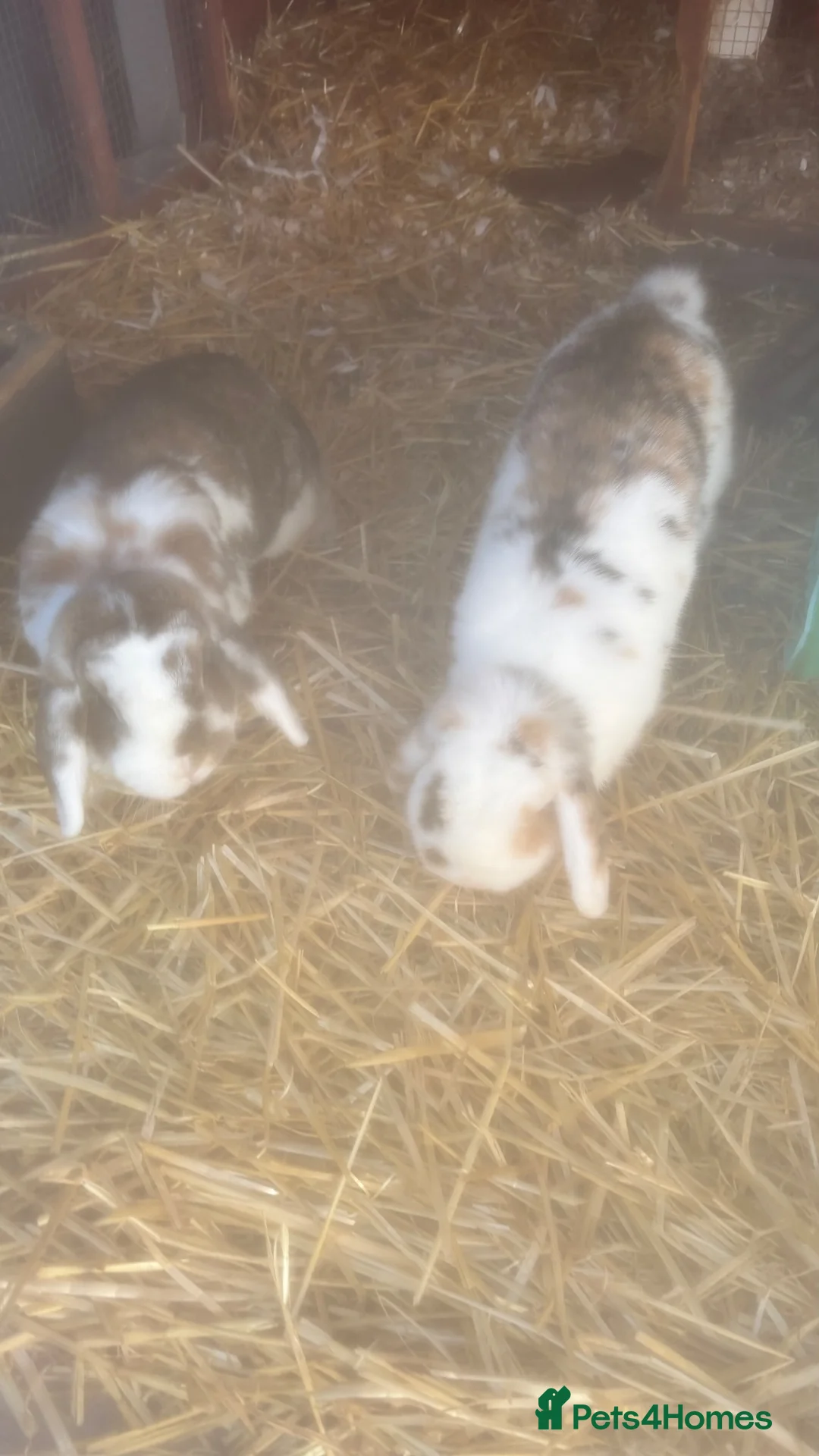 Mini Lop rabbits for sale: Doe and Buck mini lop - Advert 2