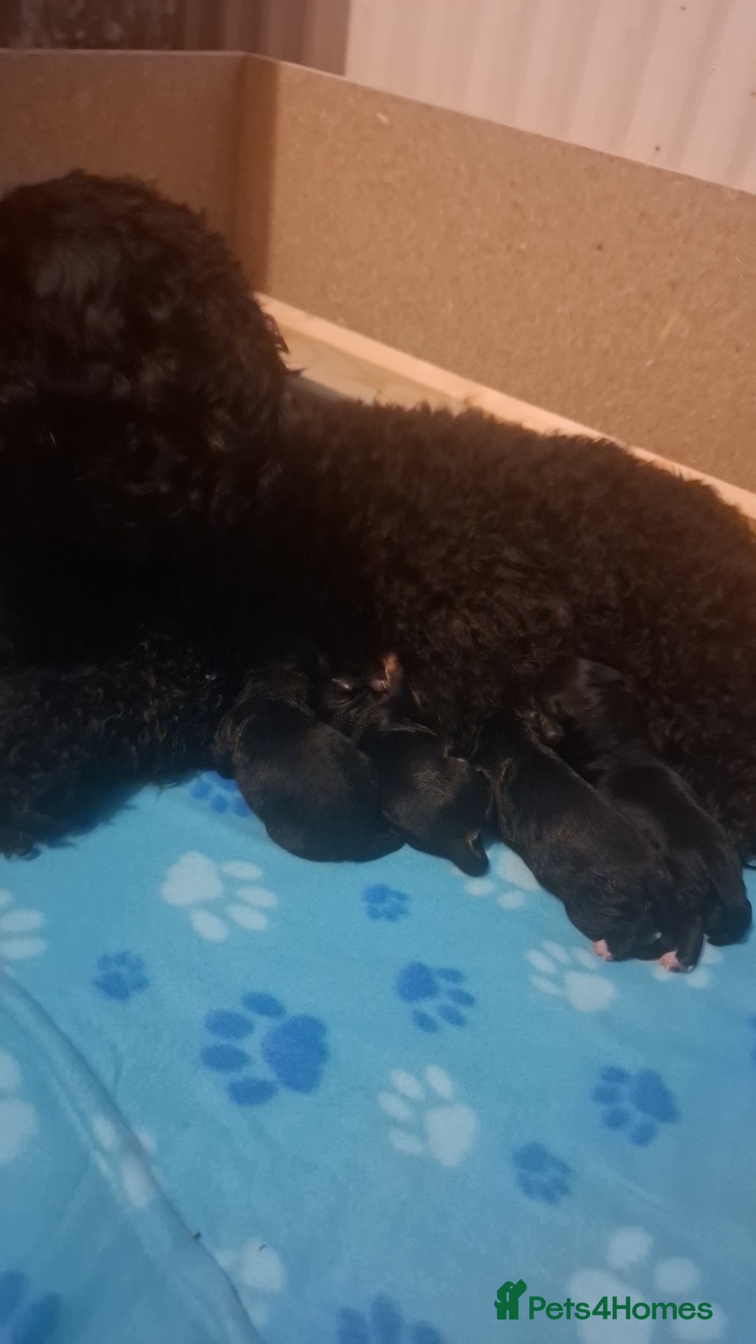 Cockapoo dogs for sale: F2 cockapoo puppies   - Advert 1