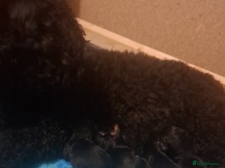 Cockapoo dogs F2 cockapoo puppies - Advert 15