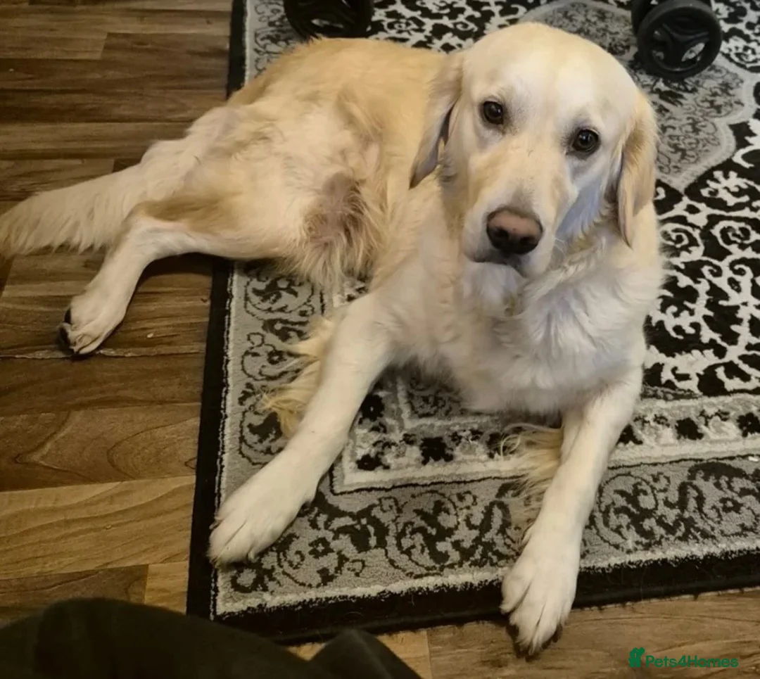 Golden Retriever dogs for sale: 💛Gorgeous golden retriever pups🐾 in London - Advert 2