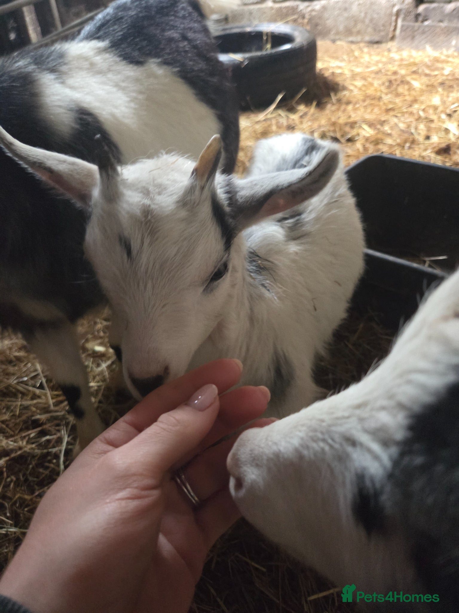 Goats livestock for sale: Stunning pygmy goat kids  - Advert 6