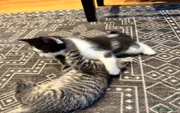 Siberian cats for sale: Kittens for sale  - Image 5
