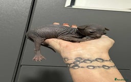 Sphynx cats for sale: 7 Sphynx Kittens  - Image 5