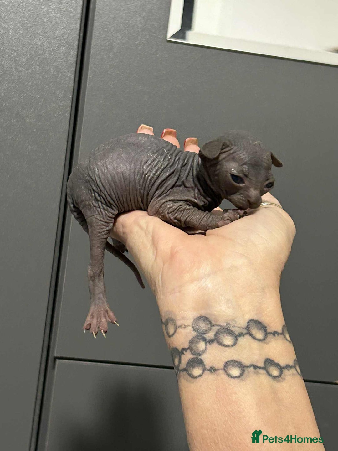 Sphynx cats for sale: 7 Sphynx Kittens  - Image 5