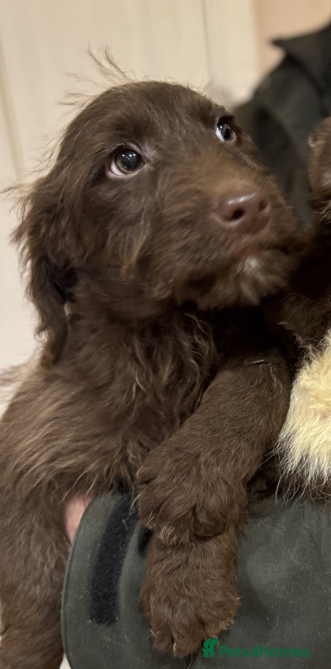 Labradoodle dogs for sale: 5* Fully Vaccinated Australian Labradoodle x Lab - Advert 26