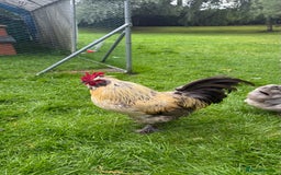 Chickens poultry for sale: 4 VERY HANDSOME HAND REARED SILKY MIX COCKERELS  - Image 18