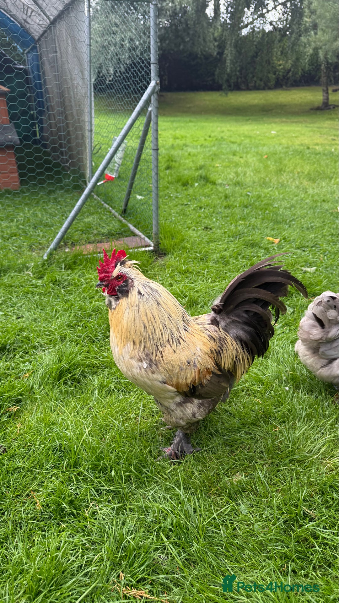 Chickens poultry for sale: 4 VERY HANDSOME HAND REARED SILKY MIX COCKERELS  - Image 18