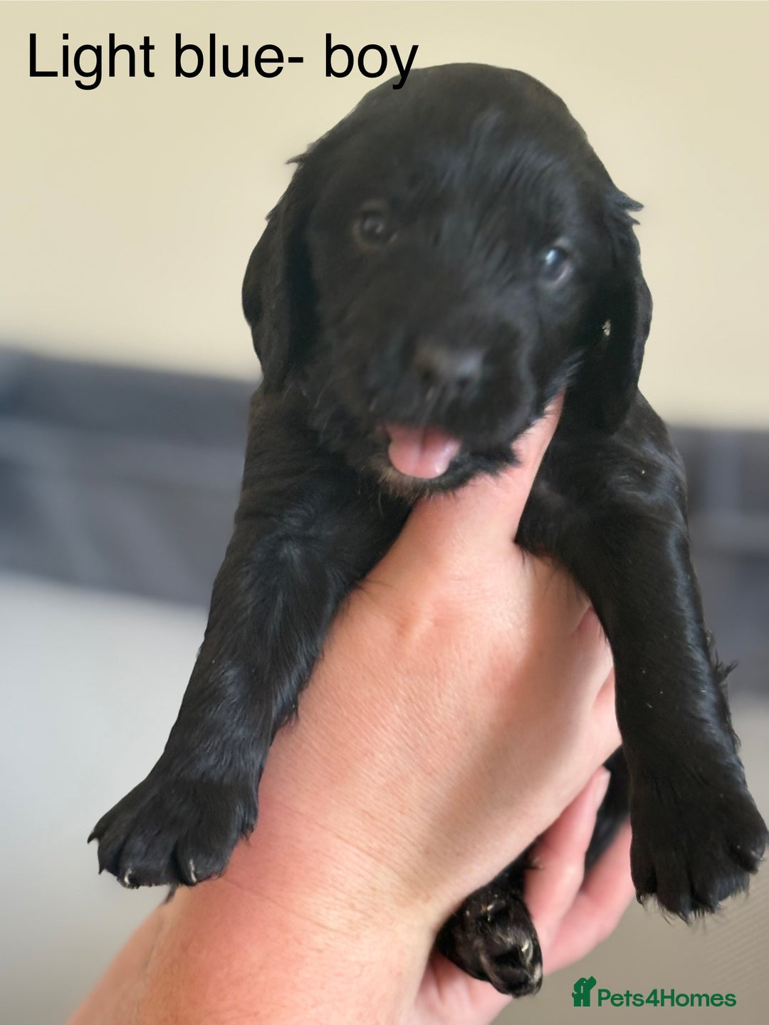 Cocker Spaniel dogs for sale: Gorgeous Working Cocker spaniels for sale - Image 7