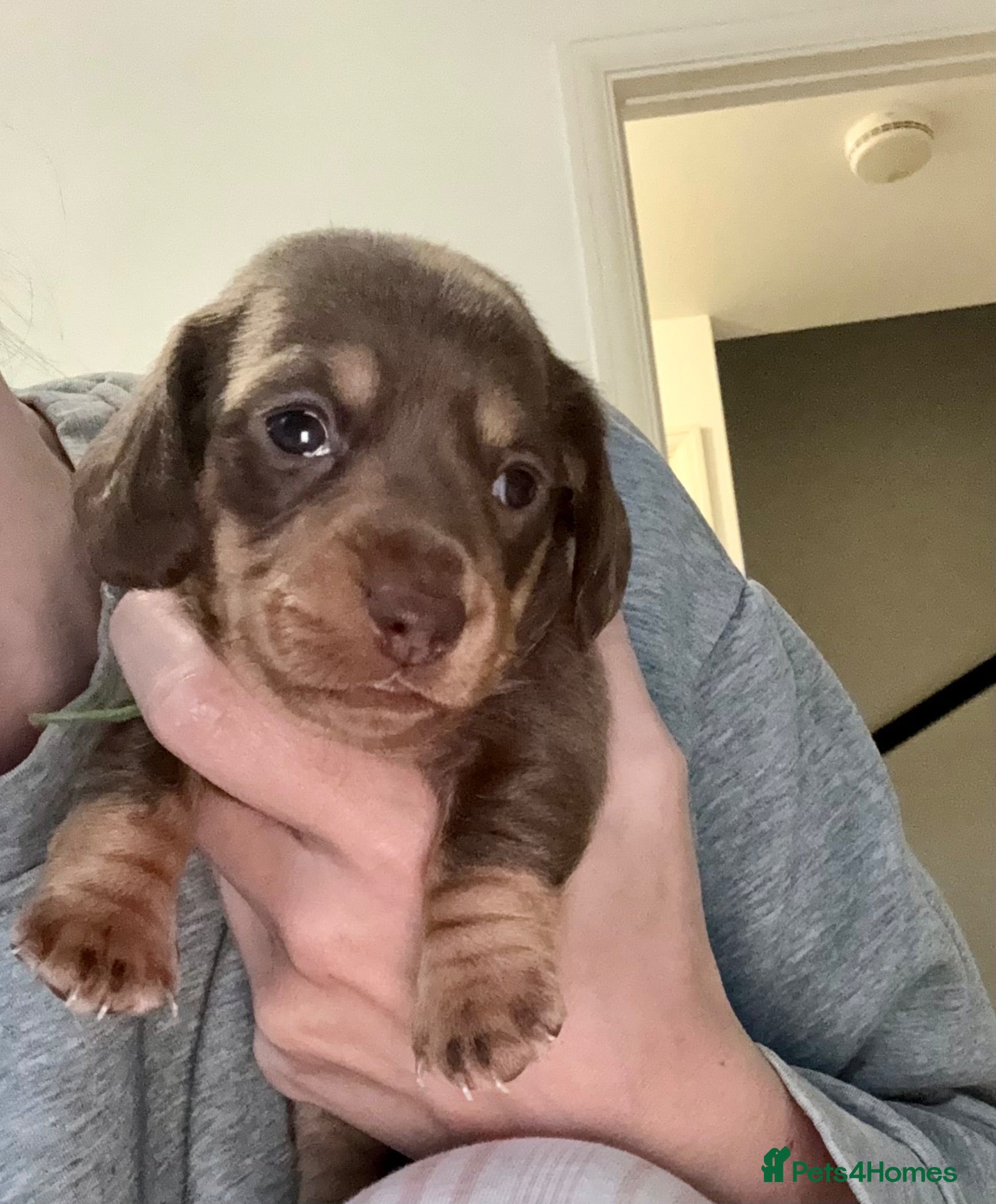 Miniature Dachshund dogs for sale: 🐾 STUNNING  MINIATURE DACHSHUND PUPPIES  - Advert 2