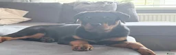 Rottweiler dogs for sale: Male Rottweiler READY TO GO  - Advert 3
