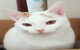 Turkish Van cats for sale: Turkish van male kitten  - Image 2