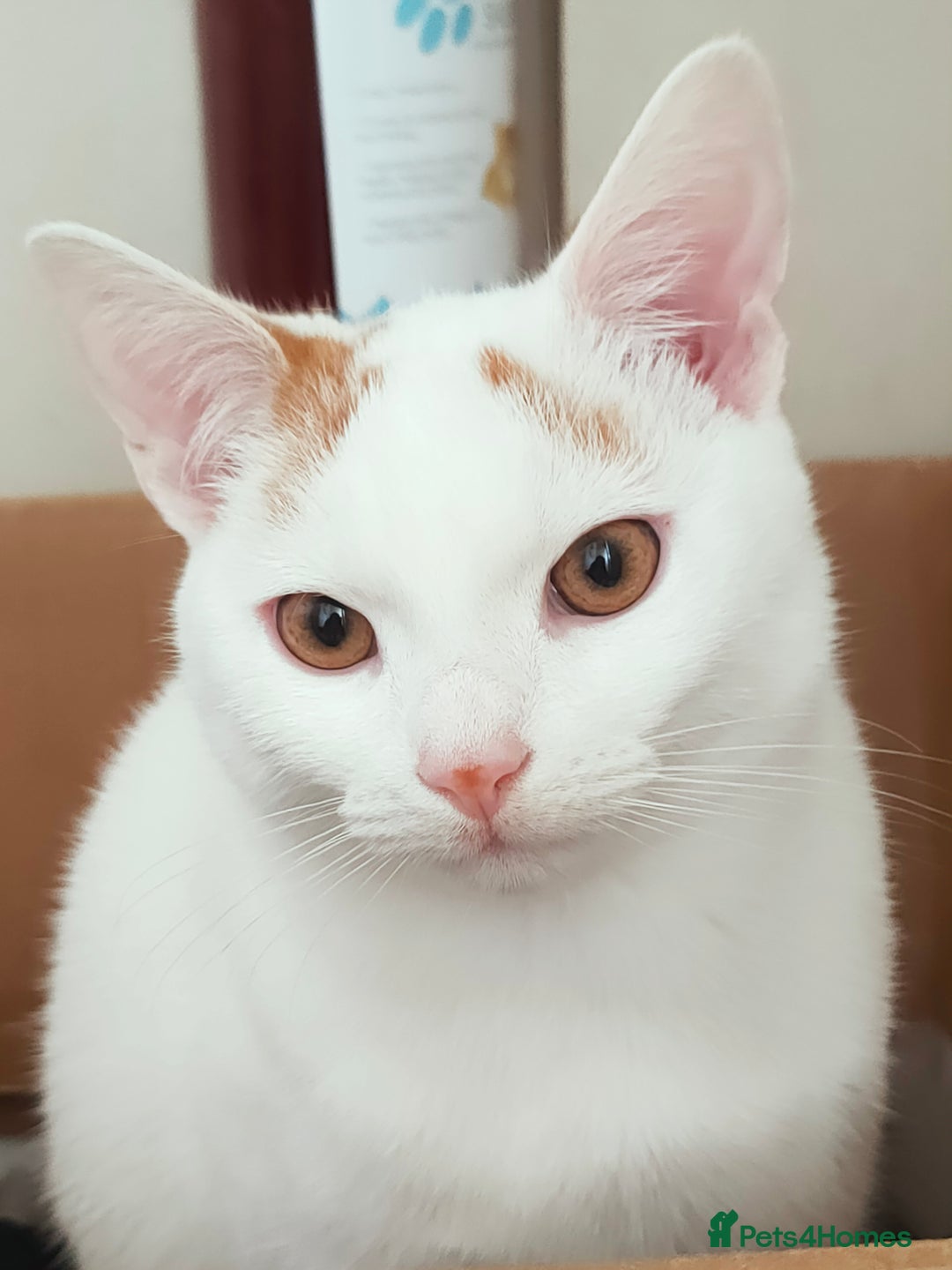 Turkish Van cats for sale: Turkish van male kitten  - Image 2