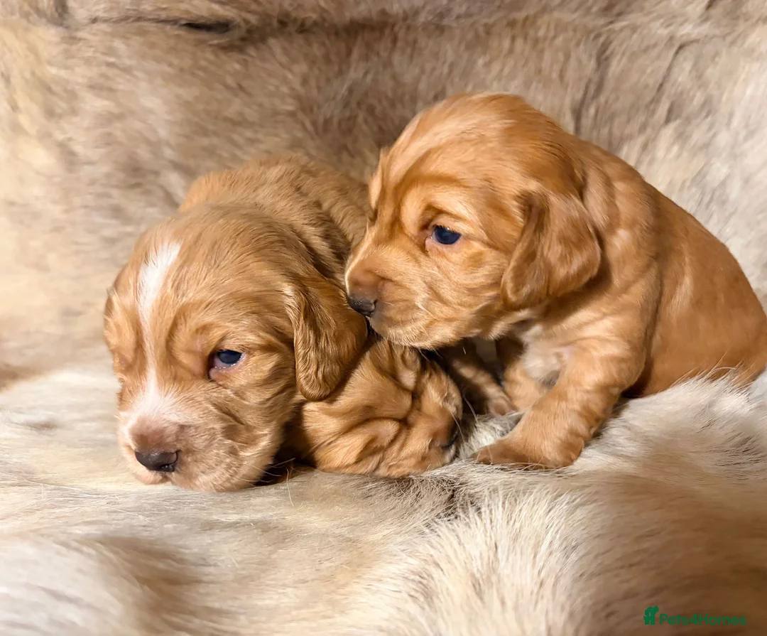 Cocker Spaniel dogs for sale: ✨ Working Cocker Spaniel pups, ready 7th March ✨ - Advert 25