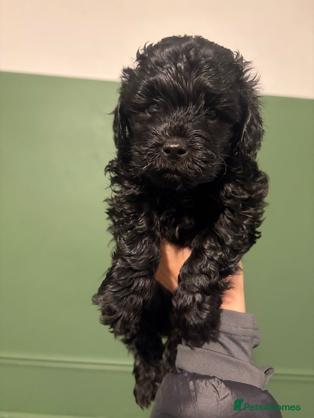 Lhasapoo dogs for sale: Three lhasapoo pups 2 girls & 1 boy  - Advert 9