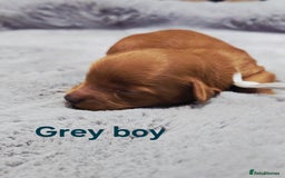 Cavapoo dogs for sale:  🐕Ruby Cavapoo Toy F1bb 🧸DNA tested🧸 - Image 6