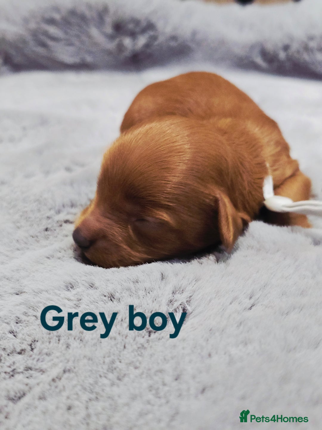 Cavapoo dogs for sale:  🐕Ruby Cavapoo Toy F1bb 🧸DNA tested🧸 - Image 6