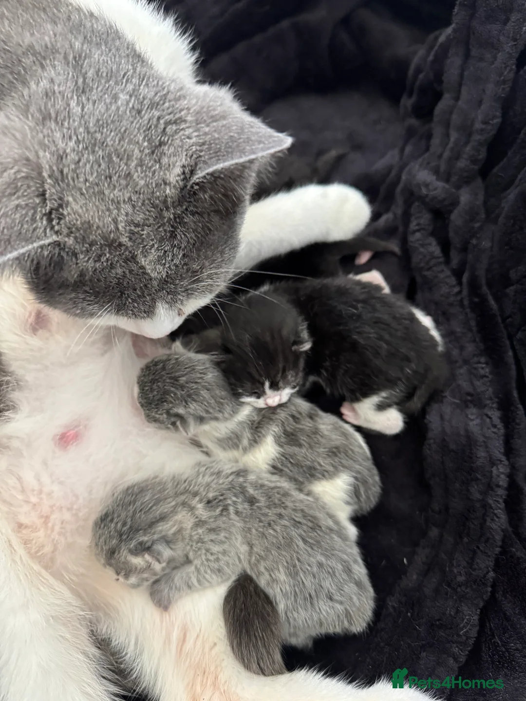British Shorthair cats for sale: Beautiful British Shorthair 🐾 in Coventry - Advert 2