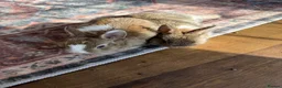Netherland Dwarf rabbits for sale: Beautiful Netherland Dwarf kits  - Advert 7