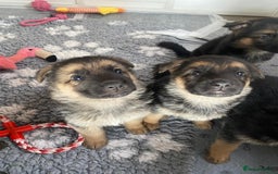 German Shepherd dogs for sale: 🐾 Beautiful  FEMALE –KC reg GERMAN SHEPHERDS 🐾 - Image 20
