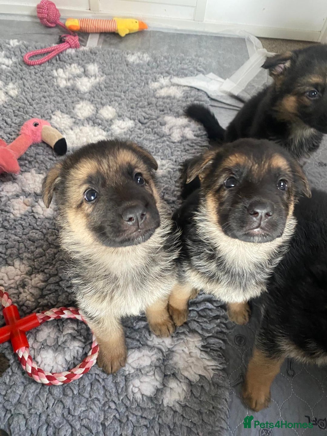 German Shepherd dogs for sale: 🐾 Beautiful  FEMALE –KC reg GERMAN SHEPHERDS 🐾 - Image 20