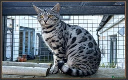 Bengal cats for sale: Outstanding Silver rosetted spotted Bengal Lady - Advert 5