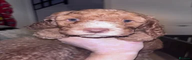Cockapoo 1