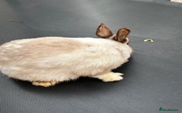 Netherland Dwarf rabbits for sale: Female and male rabbits - Image 4
