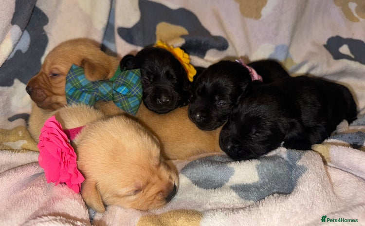 Labrador Retriever dogs - Advert 1