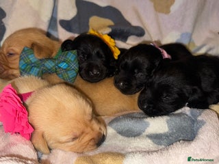 Labrador Retriever dogs - Advert 3
