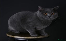 British Shorthair cats for sale: Gorgeous Champions line British Shorthair - Image 25