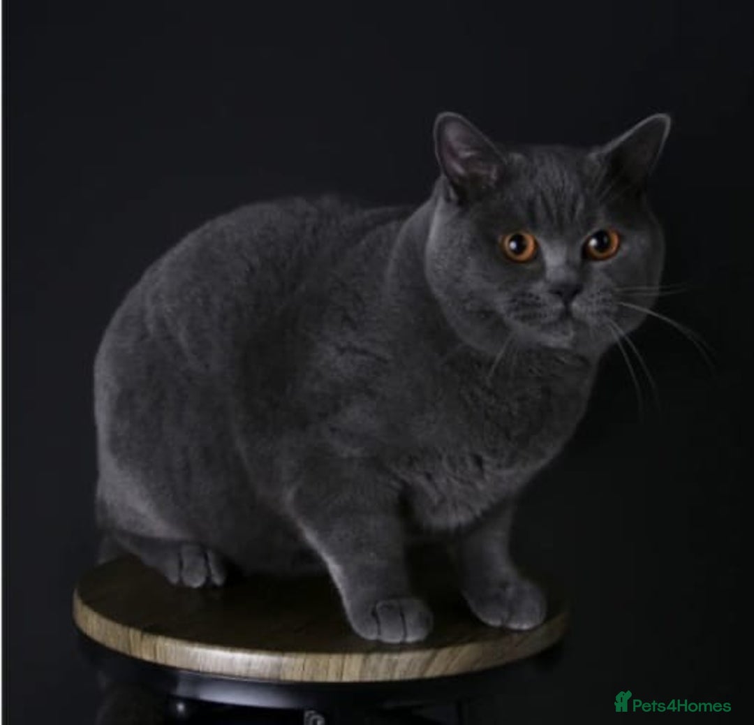 British Shorthair cats for sale: Gorgeous Champions line British Shorthair - Image 25