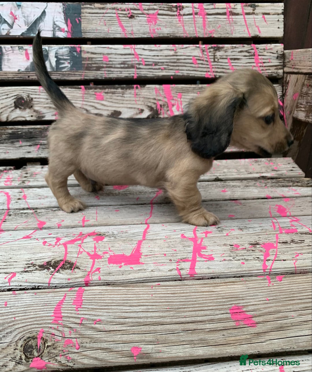 Miniature Dachshund dogs for sale: Stunning true to type KC Reg Miniature LH babies - Image 15