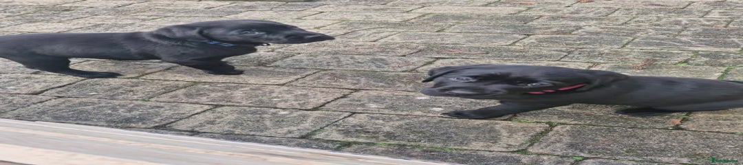 Labrador Retriever Puppy 3