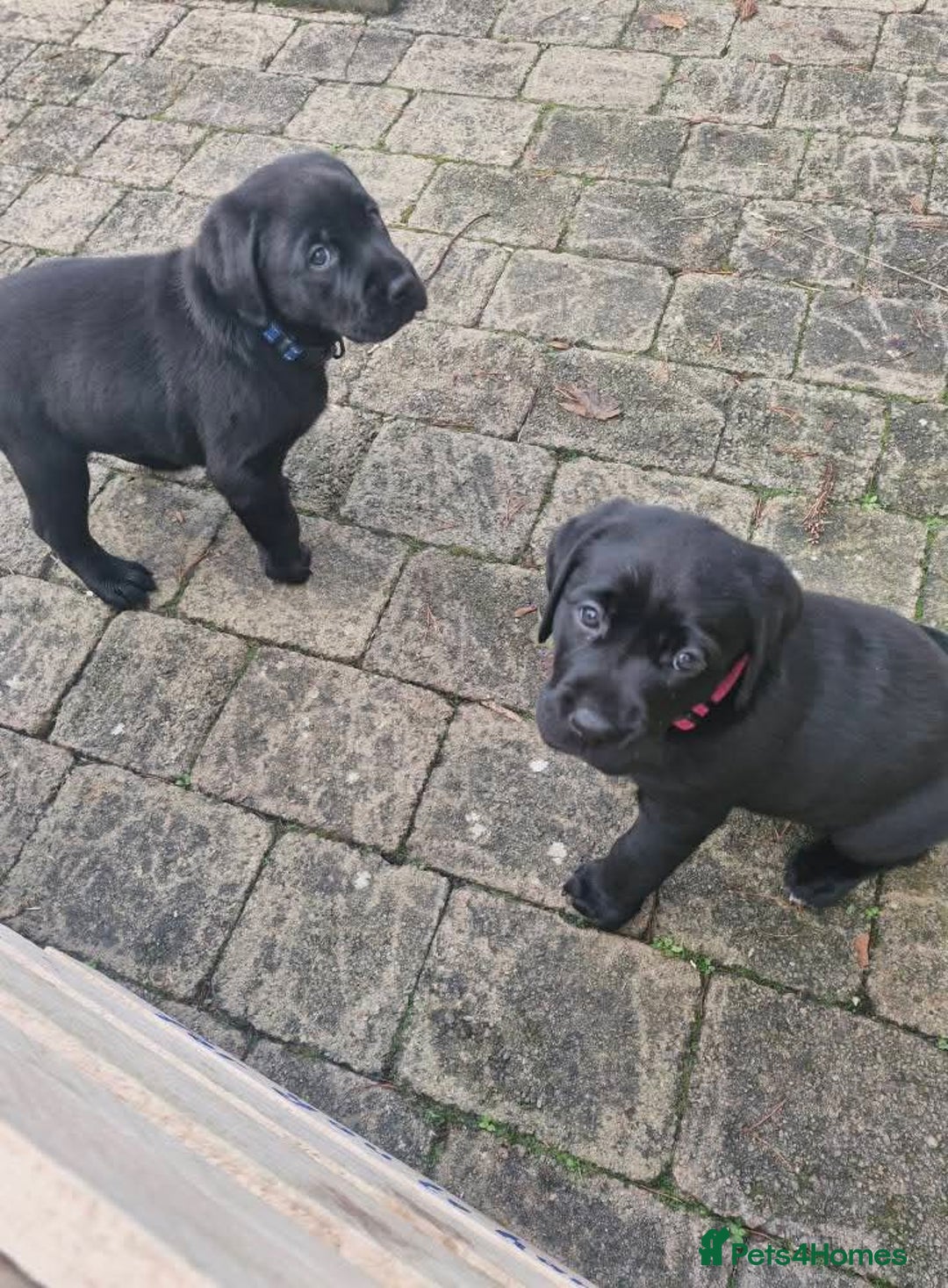 Labrador Retriever dogs for sale: Only 2 females left - Advert 4