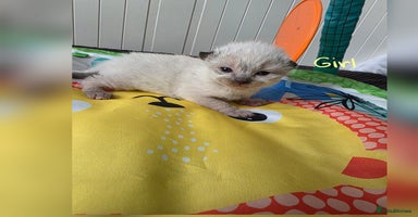 Ragdoll cats - Advert 5