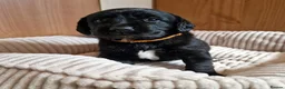 Springador dogs for sale: BEAUTIFUL SPRINGADOR PUPPIES - Advert 19
