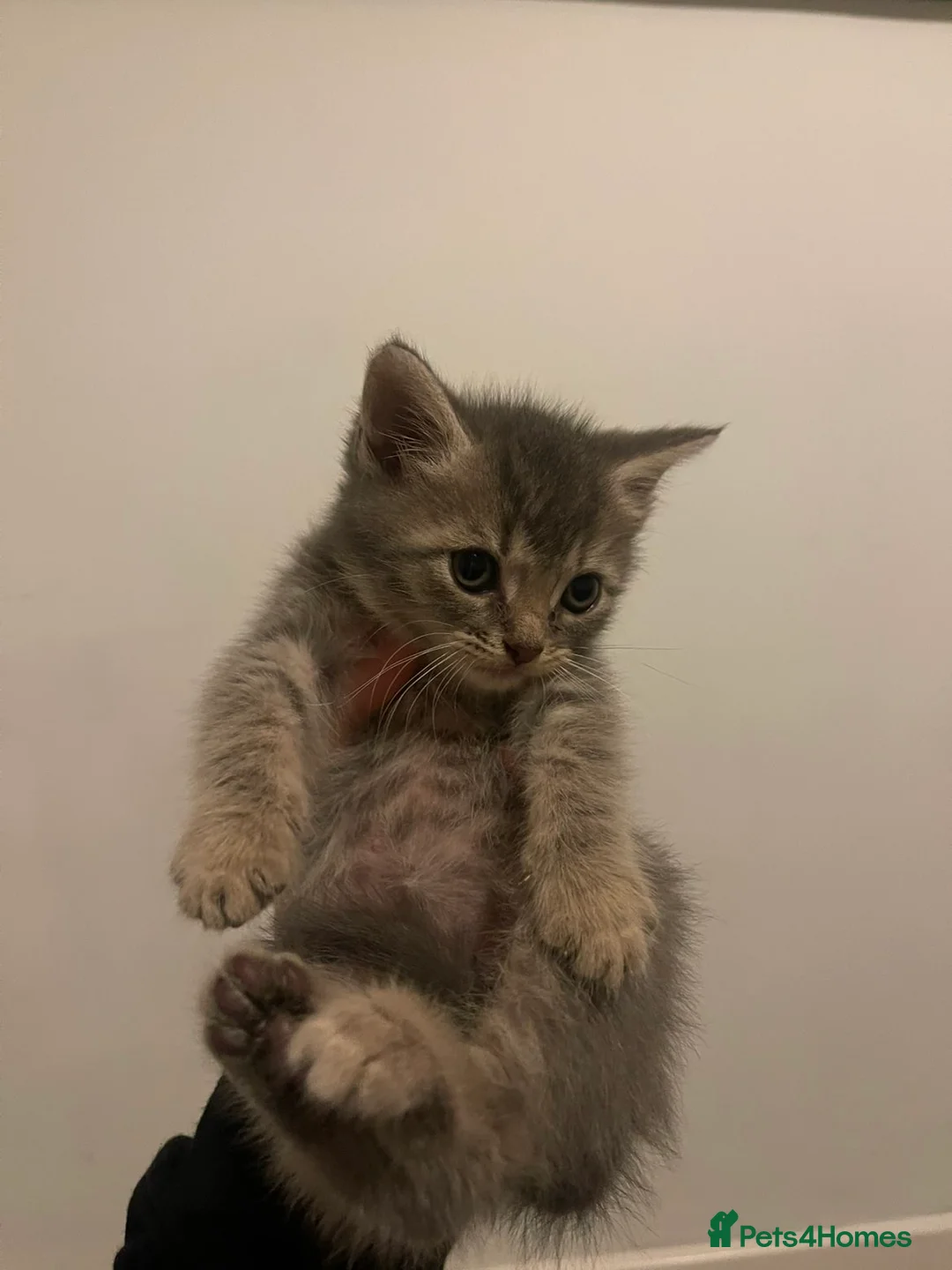 Mixed Breed cats for sale: Main Coon / Tabby Kittens for Sale  in Barry - Advert 9