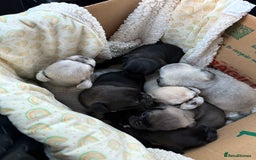 Pug dogs for sale: £500 pug puppies - Image 7