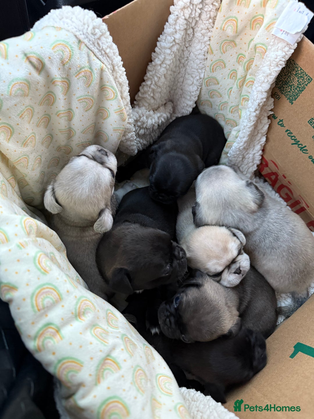 Pug dogs for sale: £500 pug puppies - Image 7